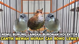 Download Lagu JENIS BURUNG LANGKA SEKALIGUS MASTERAN BURONAN PARA KOLEKTOR MEWAH MURAH CAK ROWO LEWAT !!! MP3 Download Lagu JENIS BURUNG LANGKA SEKALIGUS MASTERAN BURONAN PARA KOLEKTOR MEWAH MURAH CAK ROWO LEWAT !!! MP3