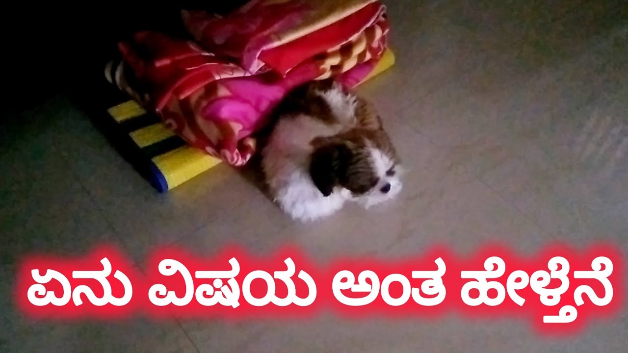 ಚಿಕ್ಕ ಗುಬ್ಬಿ /ಇವರನ್ನು ಕರೆದ್ರು ಅಗತ್ಯ ಇತ್ತಾ @nicegirl35 