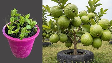 Great Technique For Grafting Guava Trees From Cutting Faster With Aloe Vera 