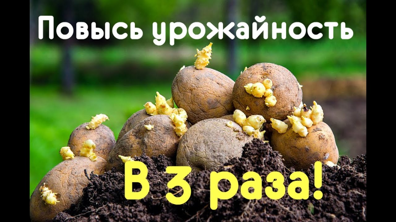 Как повысить урожай картофеля в 3 раза? Хитрости выращивания картофеля!
