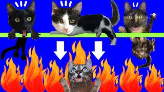 Juegos para gatos / Videos de gatos graciosos Luna y Estrella que hablan en español