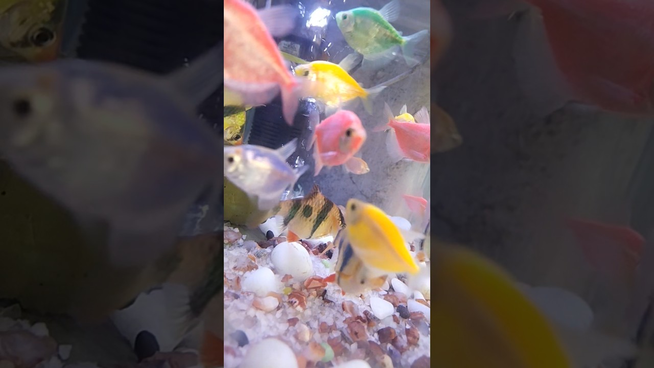cute fish collection