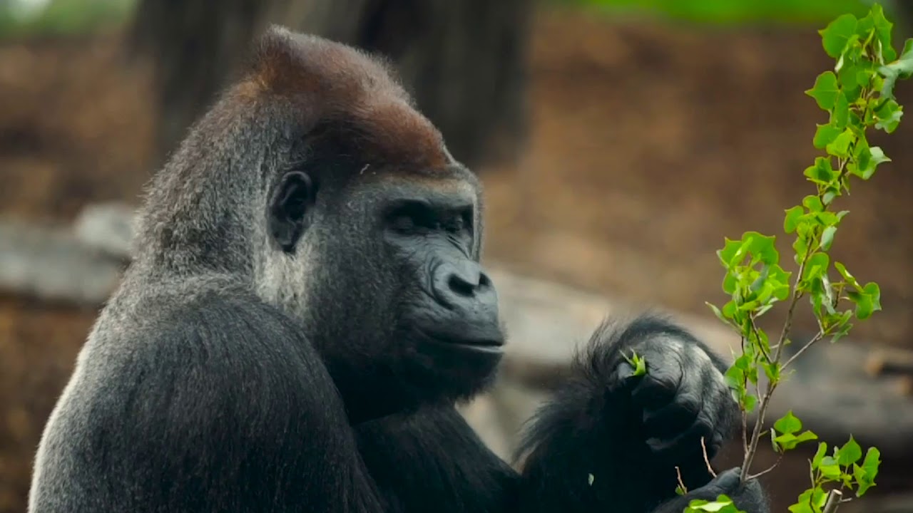 Werribee Open Range Zoo Experience Oz Youtube