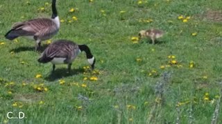 Decorah Eagle Nest~Canada Goose Family-Zoom of Cute Goslings-Eagle Perches Nearby-5/5/24