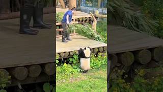 Funny panda #foryou #panda #funnyanimal #cute #funny