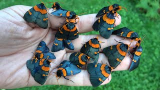 African Peach Moths Egybolis Vaillantina