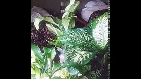 "NATURE'S CORNER"Featuring NATURE'S NURSE NETTIE