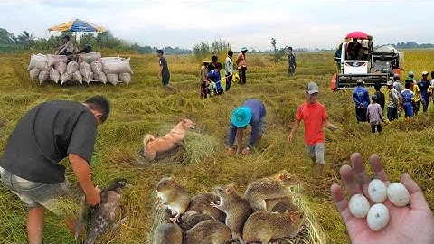 XEM CẢNH CẮT LÚA VÀ CẢNH DÍ CÙ BẮT CHUỘT ĐỒNG Ở MIỀN TÂY - CATCH THE MOUSE