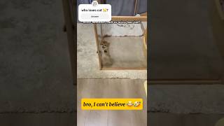 Kitty Changes Her Voice After Seeing Her Owner: Adorable Reaction!Part X #kitty #shorts #sm_shorts14