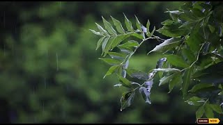 Soft music for relaxation - Rainforest sounds for sleeping screenshot 2