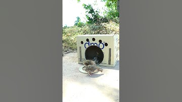 Best Quick and easy quail trap design # shorts