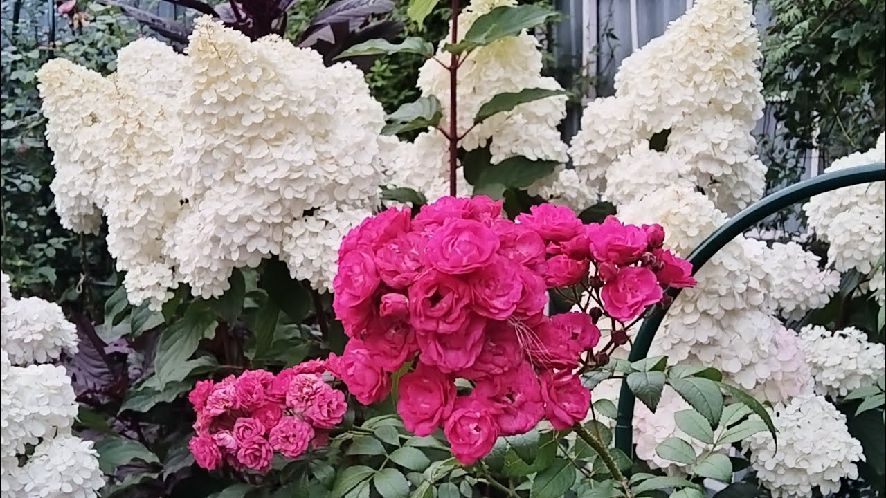 Осенний август в Саду Двух котов 🐈‍⬛🌹🐈