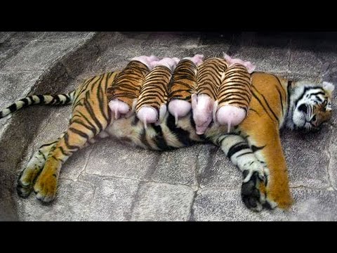 Тигрица Усыновила Поросят и Растит Их Как Своих Собственных Деток