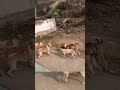 dog fight