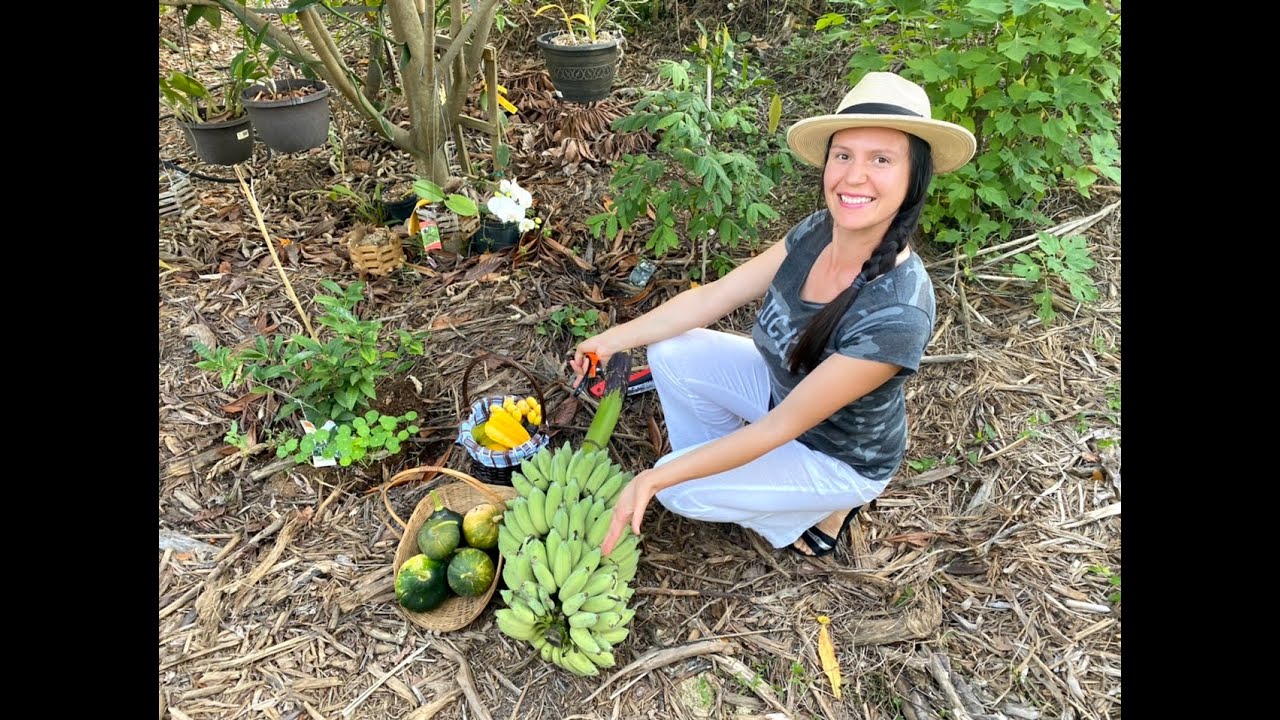 Tropical fruit 🍌 harvest&what was my fail/success growing them when I