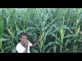 High yield of corn cultivation minimum 45to50 qntl/acre.