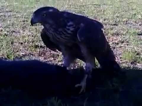 ქორით ნადირობა კურდღელზე. Hawk hunting rabbits.