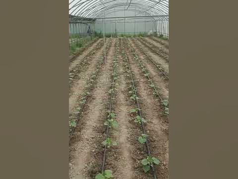 огурцы, теплица - YouTube