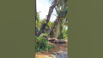 Cưa cây Còng vào bờ siêu kĩ thuật