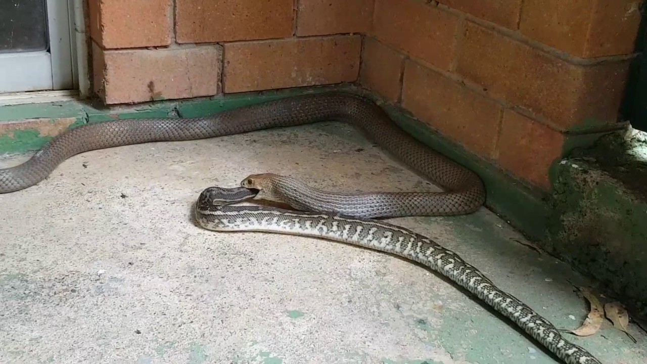 Eastern Brown Snake eating a Carpet Python Snake YouTube