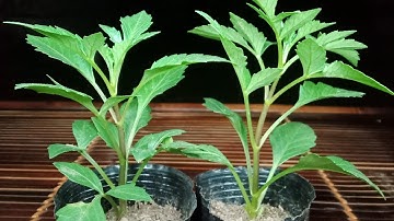 Trồng Hoa Thược Dược Bao Lâu Thì Lên Cắt Ngọn