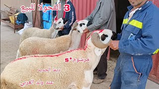 ديما الجديد مع ولد العربي 3 الفحولا للبيع بتاريخ 2026/4/20 مرحبا بكم جميعا 