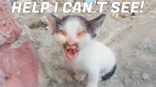 Unwanted Kitten Losing SIGHT is Pure NIGHTMARE...     Meow Cat Rescue Cat videos Purr screenshot 4