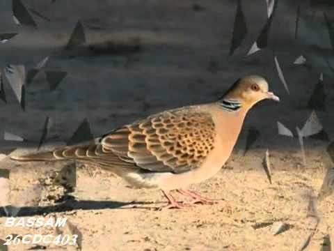 تحميل صوت القمري