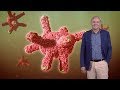 Hans Clevers (Hubrecht I., UU) 1: Discovery and Characterization of Adult Stem Cells in the Gut