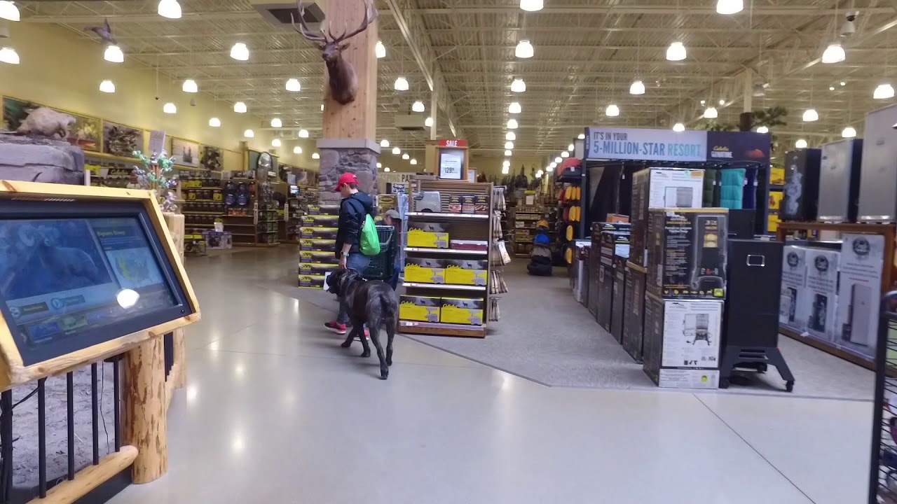 Best Dog Training in Columbus, Ohio! 1.5 Year Old Cane Corso, Seamus