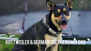 Rottweiler & German Shepherd Mix Dog/ Life in Canada
