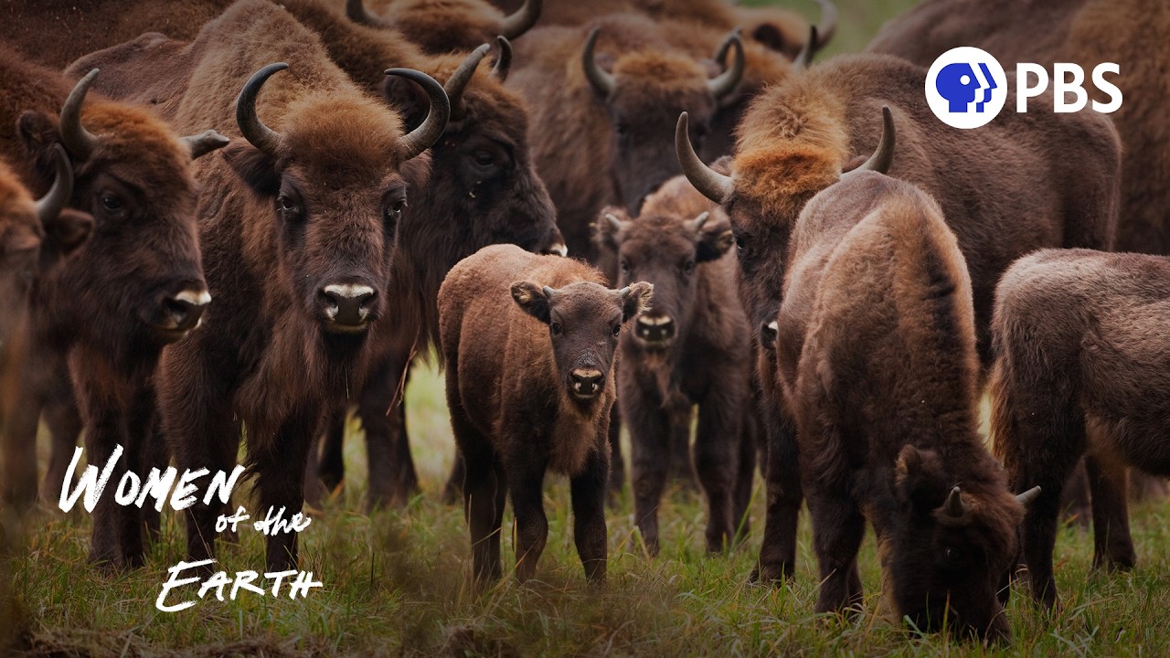 Why Are Buffalo Returning to Texas After 136 Years?