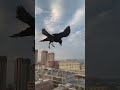 Impressive Raven Gliding in the Wind