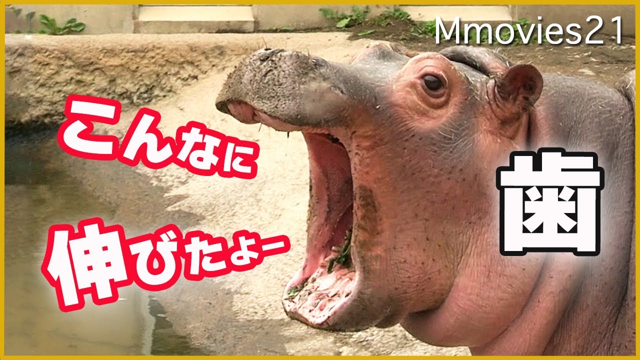 赤ちゃんカバとおとなカバ こんなに違う歯の大きさ 旭山動物園のカバ家族 (百吉・旭子・凪子)もぐもぐタイムで大接近 Hippo Family