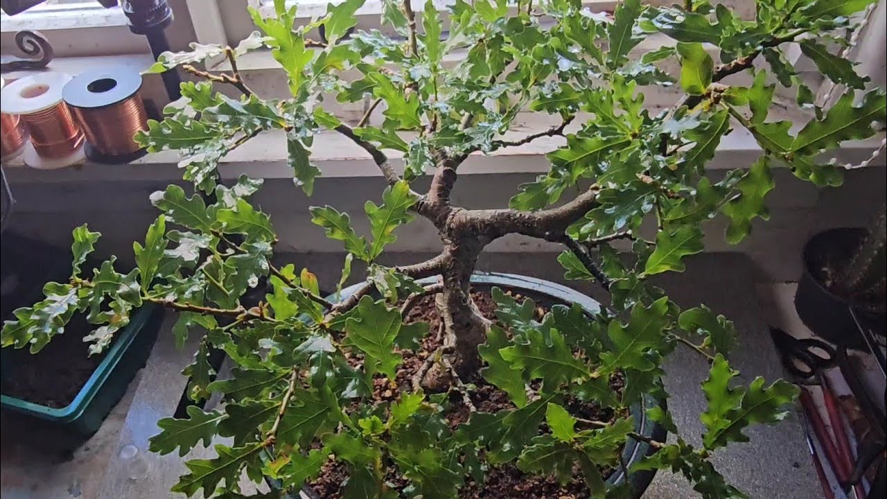 English Oak Bonsai Tree Has powdery Mildew, Now What?