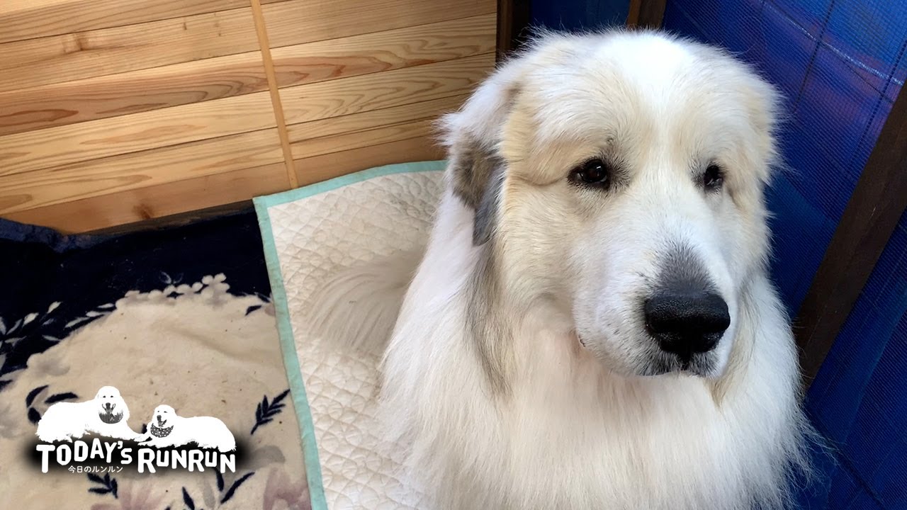Youtube Video Statistics For 自分が白い事を忘れてゴロゴロするアランです Great Pyrenees グレートピレニーズ Noxinfluencer Youtube Video Statistics For 自分が白い事を忘れてゴロゴロするアランです Great Pyrenees グレートピレニーズ Noxinfluencer