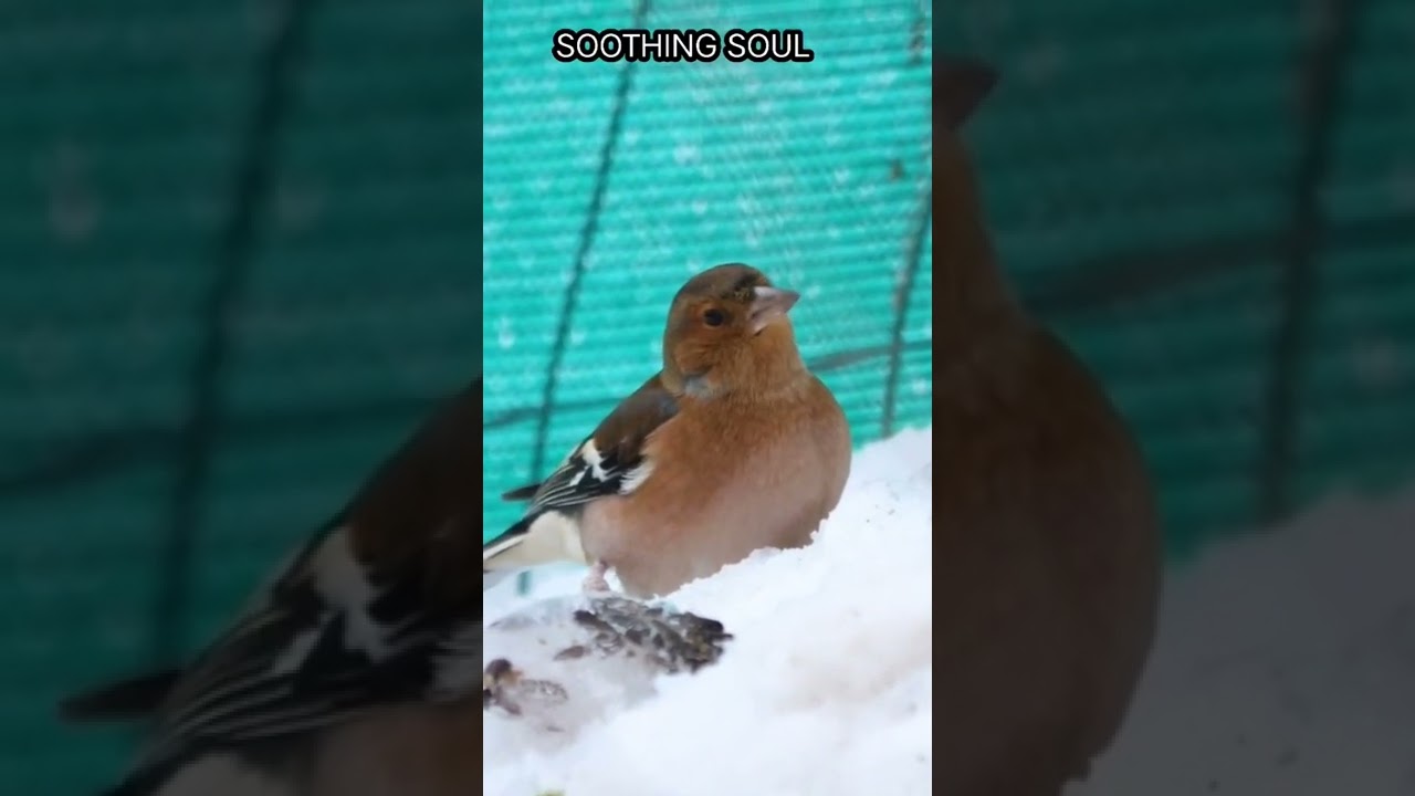 CHAFFINCH BIRD , 