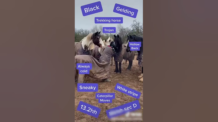 People Disguised As Fake Horse Try to Interact With Horses At Barn - 1183414-1