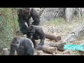 Courtship Display | Silverback Gorilla Chases After Female メスを追いかけまわすゴリラ