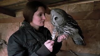 Cute great grey owls