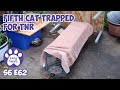 Fifth Cat Trapped For TNR | S6 E62 Lucky Ferals Cat Videos - Feral Kittens