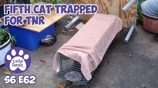 Fifth Cat Trapped For TNR | S6 E62 Lucky Ferals Cat Videos  Feral Kittens
