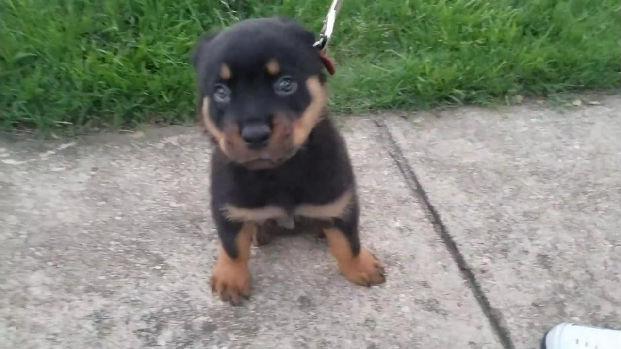 Adorable 8 Week Old Rottweiler Puppy Goes For A Walk : Kovu - Youtube