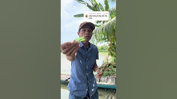 Lưỡi câu cá sặc anh em mua vào TikTok Andy Hồ #xuhướng #fishing