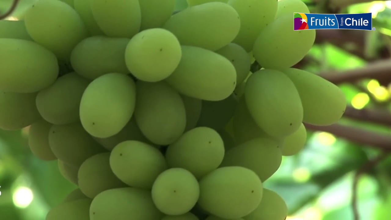 FRUITS FROM CHILE ASIA