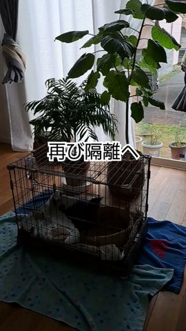 妹 再び隔離することになりました