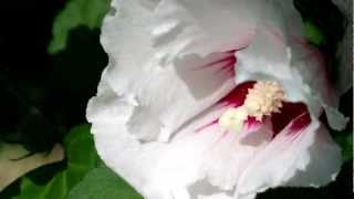 Nokia 808 PureView Zoom and Focus Camera Demo