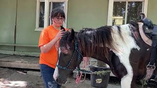 Grooming Your Horse