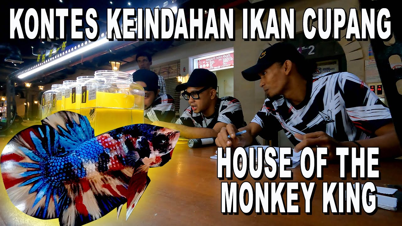 LIPUTAN KONTES IKAN CUPANG HOUSE OF THE MONKEY KING  BY KTI