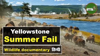 Yellowstone Summer Fall   हिन्दी डॉक्यूमेंट्री   Animal Planet Documentary @NatureOfEarthHindi